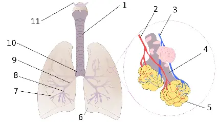 عکس قسمت های مختلف ریه انسان