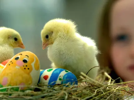 تازه ترین تصویر جوجه های زرد کوچولو کنار تخم مرغ