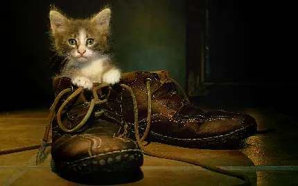 دانلود عکس استوک بچه گربه بامزه درون کفش یک تصویر با کیفیت و زیبا