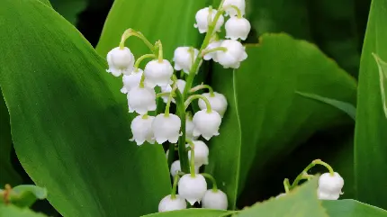 عکس جذاب و زیبا از گل سفید مناسب برای تصویر زمینه دسکتاپ 