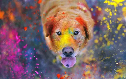 تصاویر زمینه نژاد های زیبا و خوشگل سگ ها برای دسکتاپ کامپیوتر