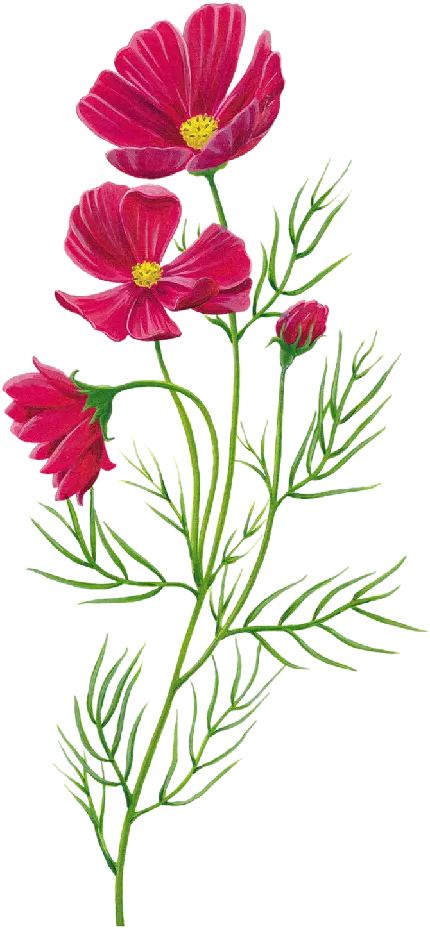 تصویر PNG گل بنفش درخشان برای فتوشاپ