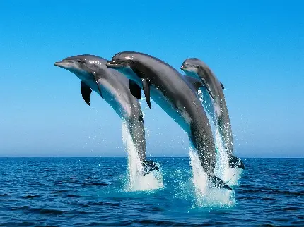 عکس دلفین واقعی باکیفیت بالا برای پروفایل و پس زمینه