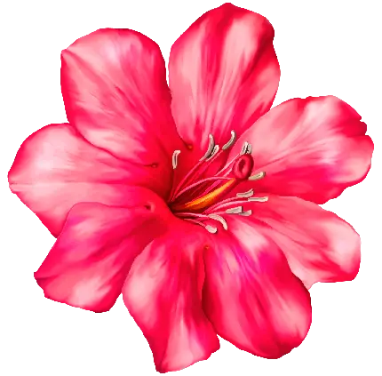 خوشگل ترین عکس گل خوشرنگ سرخ PNG