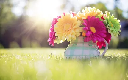 عکس گلدان گلهای بهاری در طبیعت 4K