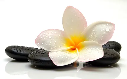 دانلود رایگان Background زیبا گل پلومریا برای لپتاپ