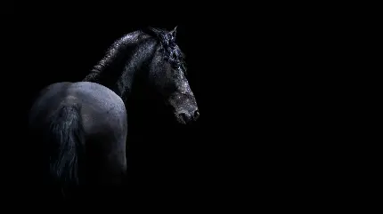دانلود عکس اسب مو فرفری سیاه با زمینه ساده و مشکی با کیفیت HD