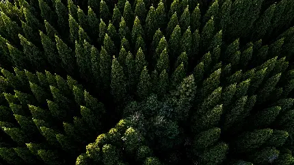 دانلود Wallpaper خوشگل درختان کاج برای کامپیوتر