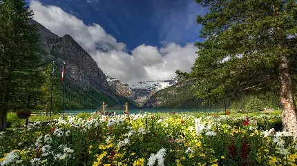 پس زمینه فوق العاده خوشگل از طبیعت گل های رنگارنگ اطراف دریاچه