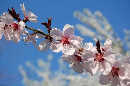 عکس استوک شکوفه های بهار با کیفیت بالا
