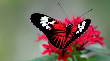 عکس پروانه روی گل قرمز برای پروفایل