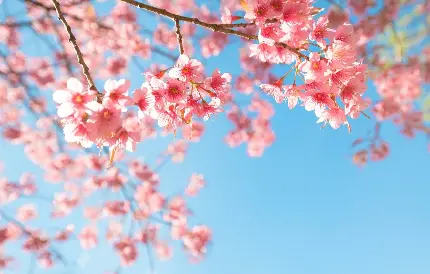 عکس دیدنی شکوفه بهاری 