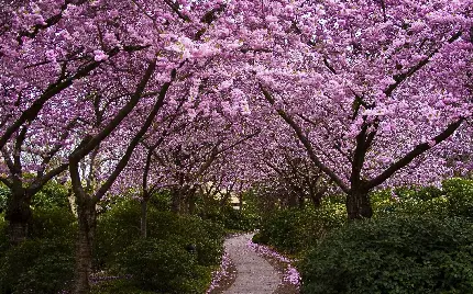 عکس مسیر قدم زنی با درختان زیبا و شکوفه های بهار