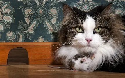 دانلود عکس استوک و با کیفیت گربه پشمالو پرشین خانگی