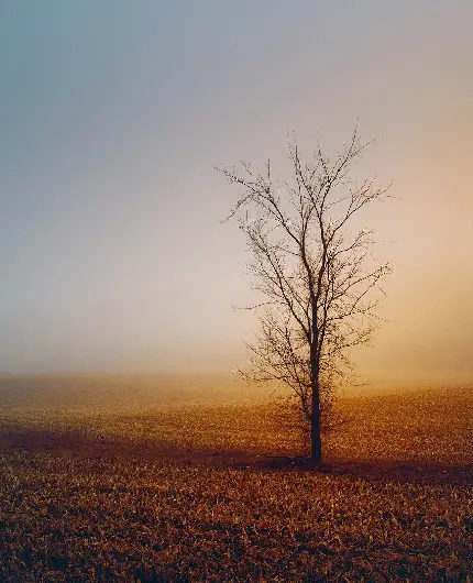 جدیدترین عکس تنهایی بدون متن تک درخت در مزرعه پژمرده