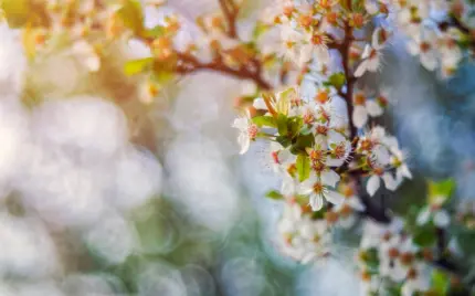 عکس زیبا و رویایی از شکوفه های بهاری درختان گیلاس در ژاپن