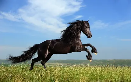 دانلود عکس اسب سیاه محبوب و مشهور در فیلم و سریال ها