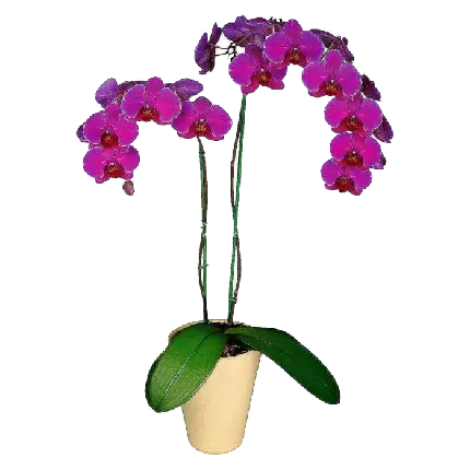 عکس ارکیده بنفش گیاهان آپارتمانی با گلدان فوق العاده برای فتوشاپ