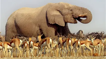عکس فیل بسیار بزرگ و خرطومی بلند و دراز