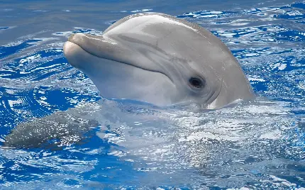 عکس دلفین زیبا و بامزه در دریا با کیفیت بالا