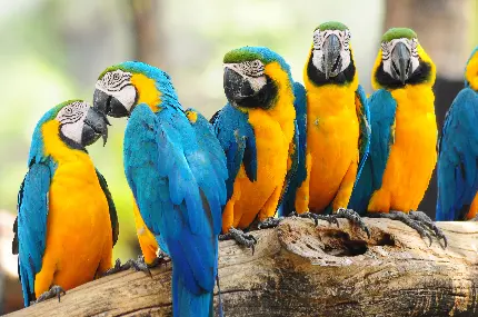 دانلود والپیپر خاص از زندگی جالب طوطی ماکائو های آبی طلایی زیبا