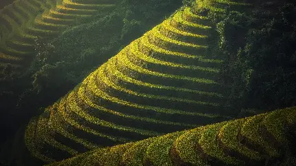 تصویر مراتع سبز پلکانی در جزیره بالی کشور اندونزی