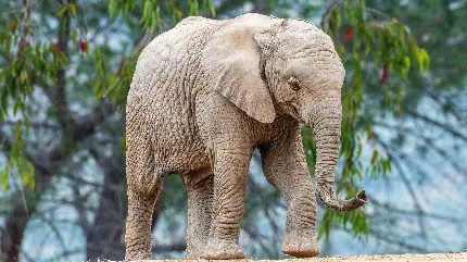دانلود عکس استوک فیل در جنگل با کیفیت بالا