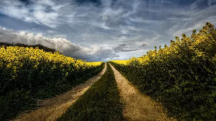 عکس طبیعت زیبا واقعی جاده خاکی مخفی در میان دشت گل های زرد