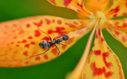 دانلود عکس مورچه سیاه از نمای نزدیک بر روی گل
