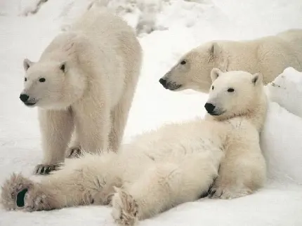 عکس پروفایل جالب و بانمک خرس های قطبی برای واتساپ 