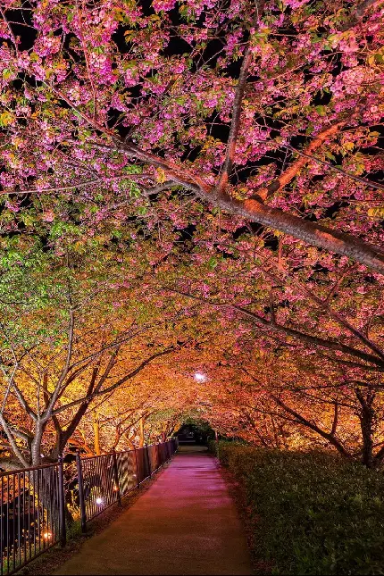 بک‌گراند موبایل از پیاده رو زیبا در شب بهاری با گل های صورتی