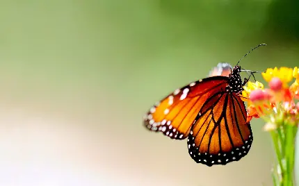 عکس پروانه حشره ای با بدن باریک و یک جفت بال بلند