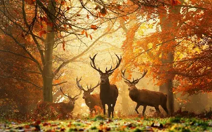 عکس پاییز منظره و عکس طبیعت پاییزی زیبا و خاص