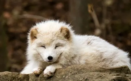 تصویر پروفایل از روباه باشکوه و خوشگل به رنگ سفید 