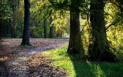 دانلود رایگان Wallpaper منظره جنگل سرسبز برای گوشی آیفون 