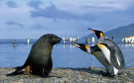 عکس استوک پنگوئن واقعی و کنار فوک دریایی