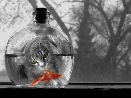 عکس بامزه و جالب گربه کنار تنگ ماهی قرمز