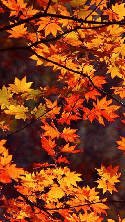 دانلود بهترین و زیباترین گلچین عکس پاییز برای تصویر زمینه گوشی