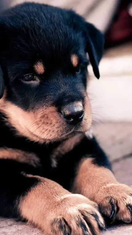 بک گراند دوست داشتنی سگ سیاه برای ویندوز 10 و 11