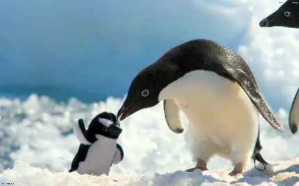 دانلود پس زمینه بچه پنگوئن بامزه در کنار مادرش با کیفیت عالی