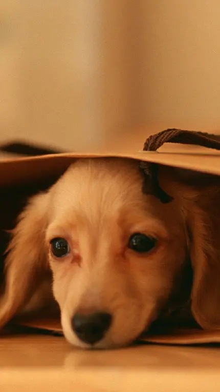 عکس هنری زیبا از سگ قهوه‌ای درون پاکت هدیه 2023