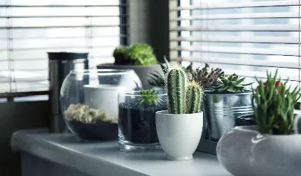 عکس گیاهان آپارتمانی خاص