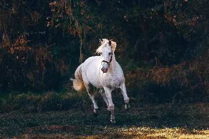 تصویر زمینه اسب سفید تماشایی در جنگل سرسبز با کیفیت عالی 