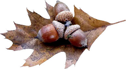 تصویر HD دانه یا میوه بلوط با تم پاییزی دلچسب 