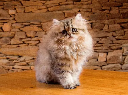 پس زمینه کیوت خوشگل گربه ایرانی برای دسکتاپ