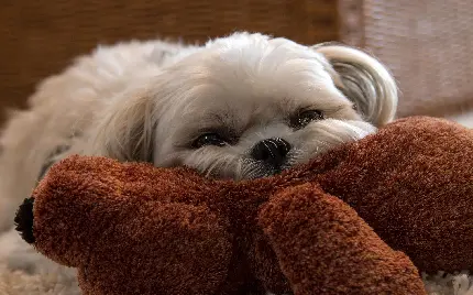 عکس سگ بزرگ