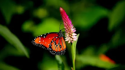 دانلود عکس پروانه زیبا واقعی
