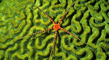خاص ترین Wallpaper کامپیوتر با سوژه چشم گیر ستاره دریایی