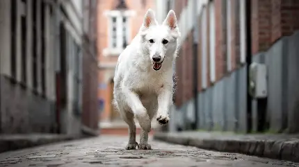 تصویر زمینه جادویی سگ سفید برای صفحه دسکتاپ 