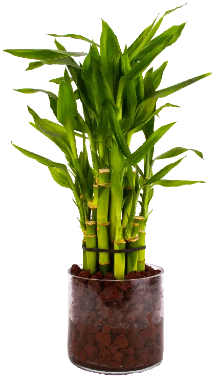 دانلود تصویر گیاهان آپارتمانی بامبو PNG 